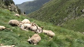 La perte de 300 brebis en Ariège à la suite d’une attaque d’ours soulève la colère de l’ensemble du monde agricole. © DR La perte de 300 brebis en Ariège à la suite d’une attaque d’ours soulève la colère de l’ensemble du monde agricole. © DR